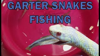 Feed My Pet Friday Garter Snakes [upl. by Leik485]