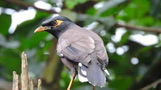 Common Myna Bird Call  Indian Myna Bird Sound [upl. by Tereb]