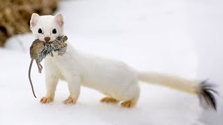 The Stoat  a fearless acrobat and rabbit hunter Interesting facts about Stoats [upl. by Ahseinet]