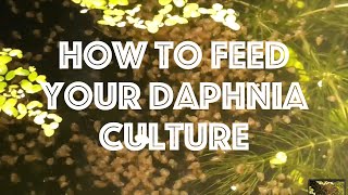 How To Feed Your Daphnia Culture [upl. by Ardnoek]