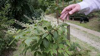 Growing Clethra  Burncoose Nurseries [upl. by Yllen]