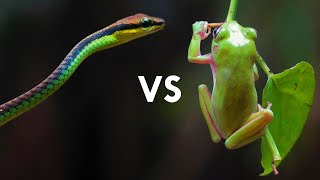 Amazing Frog Behaviors and Adaptations [upl. by Damales393]