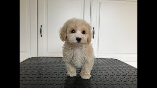 Maltipoo Valp Pälsskötsel [upl. by Leena]