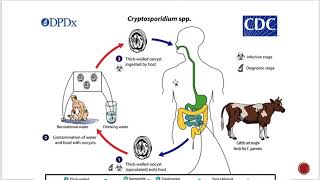 Cryptosporidiosis [upl. by Rhys527]