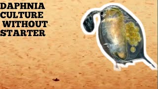 HOW TO CULTURE DAPHNIA NATURALLY WITHOUT A STARTER [upl. by Nywled]