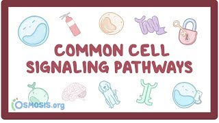 Common cell signaling pathway [upl. by Selestina646]