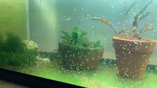 Daphnia Culturing Snails or no snails [upl. by Soutor46]