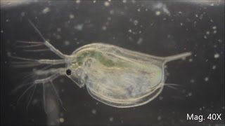 Daphnia magna under the Microscope [upl. by Jake]