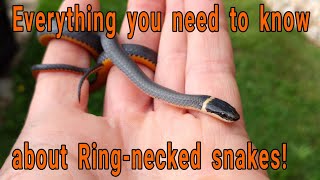 Everything you need to know about Ringnecked snakes Diadophis punctuatus [upl. by Aaren853]