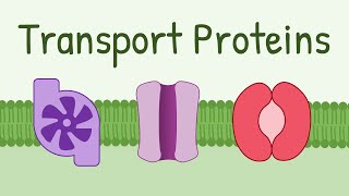 Transport Proteins Pumps Channels Carriers [upl. by Inimod]