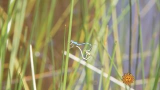 Nature Damselflies [upl. by Arihk]