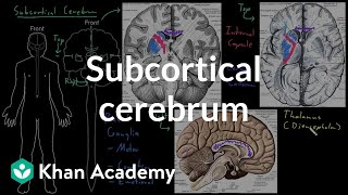 Subcortical cerebrum  Organ Systems  MCAT  Khan Academy [upl. by Sousa]