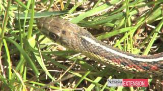 Controlling Garter Snakes [upl. by Atteirneh]