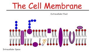 The Cell Membrane [upl. by Kooima]