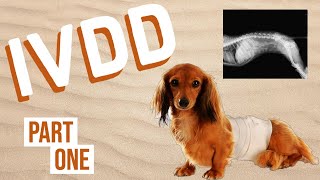 IVDD in Dogs Intervertebral Disk Disease  Part One [upl. by Mathias]