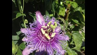 Passion Flower Identification Tincture amp Tea Preparation [upl. by Roselani594]