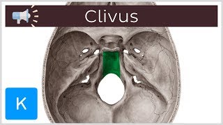 Clivus  Anatomical Terms Pronunciation by Kenhub [upl. by Noman67]