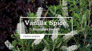 30 Seconds with Vanilla Spice® Summersweet [upl. by Hough]