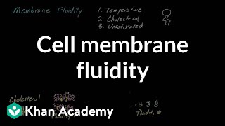 Cell membrane fluidity  Cells  MCAT  Khan Academy [upl. by Duarte]