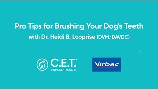 How to Brush Your Dogs Teeth from a Veterinarian [upl. by Coats]