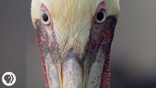 How Do Pelicans Survive Their DeathDefying Dives  Deep Look [upl. by Erich]