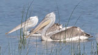 Pellicano riccio Pelecanus crispus [upl. by Nsaj]