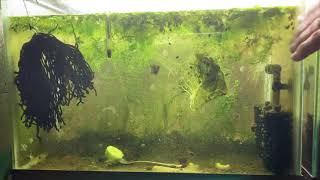 Scuds Daphnia Cherry Shrimp Copepods My aquatic food culture [upl. by Wittie]