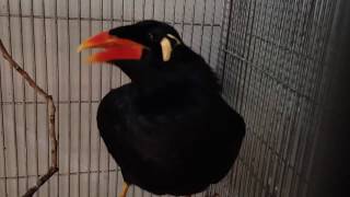 PALAWAN TALKING MYNAH [upl. by Aretahs]