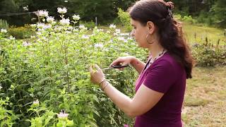 How to Make Bee Balm Tincture [upl. by Leda]