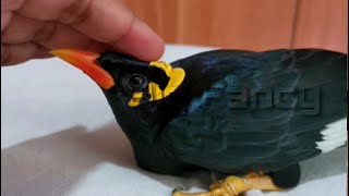 hill myna bird training  Talking Myna sound hatching [upl. by Airam]