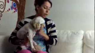 Learn to brush your dogs teeth at home [upl. by Osborne]