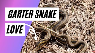 Garter Snakes Mating You Know Youre Curious [upl. by Dub]