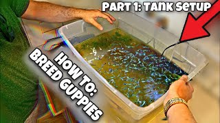 Breeding Guppies For Beginners Part 1 Tank Setup [upl. by Primavera]