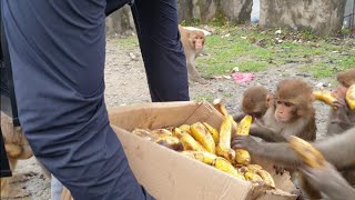 feeding banana to the hungry monkeys [upl. by Yazbak]