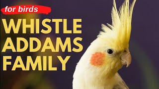 ADDAMS FAMILY WHISTLE  Cockatiel Singing Training  Bird Whistling Practice [upl. by Ecnatsnoc]