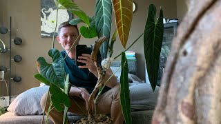 Big Philodendron Leaves amp Unconventional Thoughts on Aroid Care [upl. by Ttnerb]