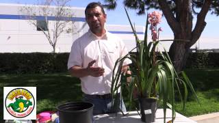 How to trim and Maintain Cymbidium Orchids [upl. by Annailuj]