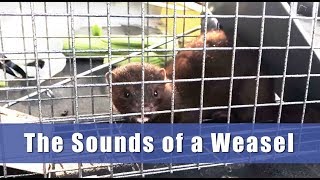 Sound of a Weasel  Mustelidae Weasel Ontario [upl. by Hevak163]