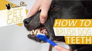 Dog Teeth Brushing  Oral Care for Dogs [upl. by Nnaeitak]