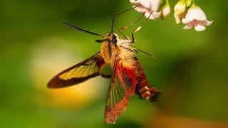 Hummingbird Moth Natures Incredible Mimic [upl. by Adnical]