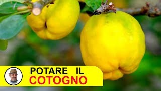 POTARE IL COTOGNO [upl. by Tartan]