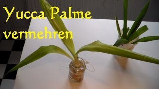 Yucca Palme vermehren  Yucca Palme schneiden  Ableger Steckling Yucca Palme [upl. by Zehc]