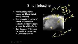 VET Talks  Normal Radiographic Anatomy of the Canine Abdomen [upl. by Almallah]