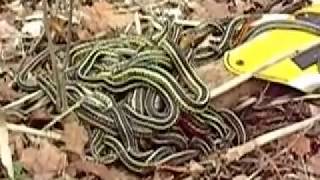 Garter Snake Breeding Ball [upl. by Dreddy511]