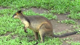 Lone Pine Koala Sanctuary [upl. by Atal]