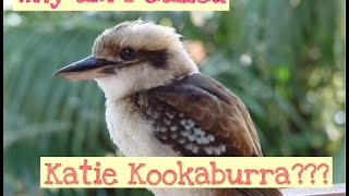 Why Am I Called Katie Kookaburra [upl. by Hawker]