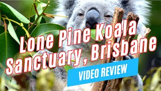 Things to Do at LONE PINE KOALA SANCTUARY Brisbane Australia  Video Review [upl. by Suehtomit868]