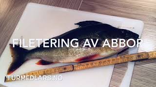 Filetering av Abbor  Fillet of Perch [upl. by Eissat247]