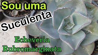 SOU UMA SUCULENTA 5 Echeveria Rubromarginata [upl. by Ettennaj]