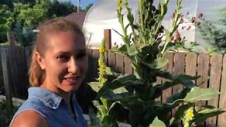 Mullein  Making a tincture amp collecting Flowers [upl. by Frechette]